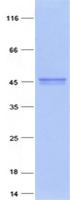 XPA Protein