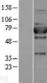 XPNPEP1 / Aminopeptidase P Protein - Western validation with an anti-DDK antibody * L: Control HEK293 lysate R: Over-expression lysate