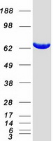 XPNPEP1 / Aminopeptidase P Protein - Purified recombinant protein XPNPEP1 was analyzed by SDS-PAGE gel and Coomassie Blue Staining
