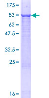 XPNPEP3 Protein - 12.5% SDS-PAGE of human XPNPEP3 stained with Coomassie Blue
