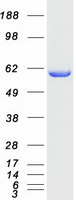 XPNPEP3 Protein - Purified recombinant protein XPNPEP3 was analyzed by SDS-PAGE gel and Coomassie Blue Staining