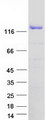 XPO5 / Exportin 5 Protein - Purified recombinant protein XPO5 was analyzed by SDS-PAGE gel and Coomassie Blue Staining