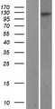 XPO7 / RANBP16 Protein - Western validation with an anti-DDK antibody * L: Control HEK293 lysate R: Over-expression lysate