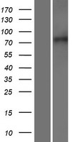 XPR1 Protein - Western validation with an anti-DDK antibody * L: Control HEK293 lysate R: Over-expression lysate