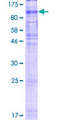 XPR1 Protein - 12.5% SDS-PAGE of human XPR1 stained with Coomassie Blue
