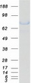 XRCC1 Protein - Purified recombinant protein XRCC1 was analyzed by SDS-PAGE gel and Coomassie Blue Staining