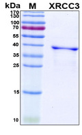 XRCC3 Protein