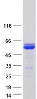 XRCC4 Protein - Purified recombinant protein XRCC4 was analyzed by SDS-PAGE gel and Coomassie Blue Staining