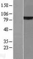 XRCC5 / Ku80 Protein - Western validation with an anti-DDK antibody * L: Control HEK293 lysate R: Over-expression lysate