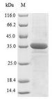 XRCC5 / Ku80 Protein - (Tris-Glycine gel) Discontinuous SDS-PAGE (reduced) with 5% enrichment gel and 15% separation gel.