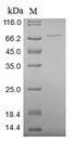 XRCC5 / Ku80 Protein - (Tris-Glycine gel) Discontinuous SDS-PAGE (reduced) with 5% enrichment gel and 15% separation gel.