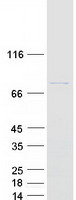 XRCC6 / Ku70 Protein - Purified recombinant protein XRCC6 was analyzed by SDS-PAGE gel and Coomassie Blue Staining
