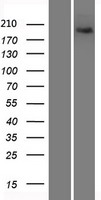 XRN1 Protein - Western validation with an anti-DDK antibody * L: Control HEK293 lysate R: Over-expression lysate