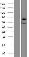 XYLB Protein - Western validation with an anti-DDK antibody * L: Control HEK293 lysate R: Over-expression lysate