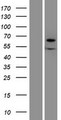 XYLB Protein - Western validation with an anti-DDK antibody * L: Control HEK293 lysate R: Over-expression lysate