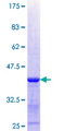 XYLB Protein - 12.5% SDS-PAGE Stained with Coomassie Blue.