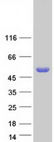XYLB Protein - Purified recombinant protein XYLB was analyzed by SDS-PAGE gel and Coomassie Blue Staining