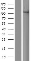 XYLT1 / XylT-I Protein - Western validation with an anti-DDK antibody * L: Control HEK293 lysate R: Over-expression lysate