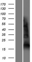 YAF2 Protein - Western validation with an anti-DDK antibody * L: Control HEK293 lysate R: Over-expression lysate
