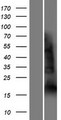 YAF2 Protein - Western validation with an anti-DDK antibody * L: Control HEK293 lysate R: Over-expression lysate