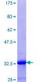 YAF2 Protein - 12.5% SDS-PAGE Stained with Coomassie Blue.