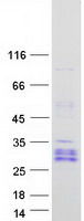 YAF2 Protein - Purified recombinant protein YAF2 was analyzed by SDS-PAGE gel and Coomassie Blue Staining