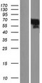 YAP / YAP1 Protein - Western validation with an anti-DDK antibody * L: Control HEK293 lysate R: Over-expression lysate