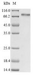 YAP / YAP1 Protein - (Tris-Glycine gel) Discontinuous SDS-PAGE (reduced) with 5% enrichment gel and 15% separation gel.
