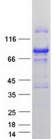 YAP / YAP1 Protein - Purified recombinant protein YAP1 was analyzed by SDS-PAGE gel and Coomassie Blue Staining