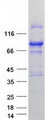 YAP / YAP1 Protein - Purified recombinant protein YAP1 was analyzed by SDS-PAGE gel and Coomassie Blue Staining