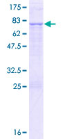 YARS2 Protein - 12.5% SDS-PAGE of human YARS2 stained with Coomassie Blue