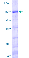 YBX1 / YB1 Protein - 12.5% SDS-PAGE of human YBX1 stained with Coomassie Blue
