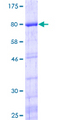 YBX1 / YB1 Protein - 12.5% SDS-PAGE of human YBX1 stained with Coomassie Blue
