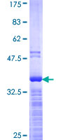 YBX1 / YB1 Protein - 12.5% SDS-PAGE Stained with Coomassie Blue.