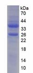 YBX1 / YB1 Protein - Recombinant Y-Box Binding Protein 1 (YBX1) by SDS-PAGE