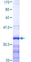 YBX3 / CSDA Protein - 12.5% SDS-PAGE Stained with Coomassie Blue.
