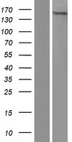 YEATS2 Protein - Western validation with an anti-DDK antibody * L: Control HEK293 lysate R: Over-expression lysate