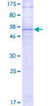 YIF1B Protein - 12.5% SDS-PAGE of human YIF1B stained with Coomassie Blue