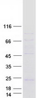 YIF1B Protein - Purified recombinant protein LOC541469 was analyzed by SDS-PAGE gel and Coomassie Blue Staining