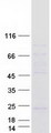 YIF1B Protein - Purified recombinant protein LOC541469 was analyzed by SDS-PAGE gel and Coomassie Blue Staining