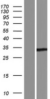YJEFN3 Protein - Western validation with an anti-DDK antibody * L: Control HEK293 lysate R: Over-expression lysate