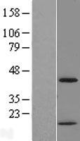 YKL39 / CHI3L2 Protein - Western validation with an anti-DDK antibody * L: Control HEK293 lysate R: Over-expression lysate