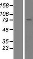 YME1L1 Protein - Western validation with an anti-DDK antibody * L: Control HEK293 lysate R: Over-expression lysate