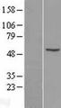 Yo / CDR2 Protein - Western validation with an anti-DDK antibody * L: Control HEK293 lysate R: Over-expression lysate