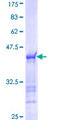 Yo / CDR2 Protein - 12.5% SDS-PAGE Stained with Coomassie Blue.