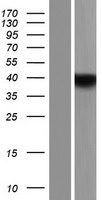 YOD1 Protein - Western validation with an anti-DDK antibody * L: Control HEK293 lysate R: Over-expression lysate