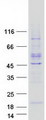 YPEL4 Protein - Purified recombinant protein YPEL4 was analyzed by SDS-PAGE gel and Coomassie Blue Staining