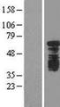 YTHDF1 Protein - Western validation with an anti-DDK antibody * L: Control HEK293 lysate R: Over-expression lysate