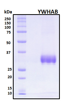 YWHAB / 14-3-3 Beta Protein - SDS-PAGE under reducing conditions and visualized by Coomassie blue staining