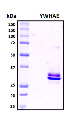 YWHAE / 14-3-3 Epsilon Protein - SDS-PAGE under reducing conditions and visualized by Coomassie blue staining